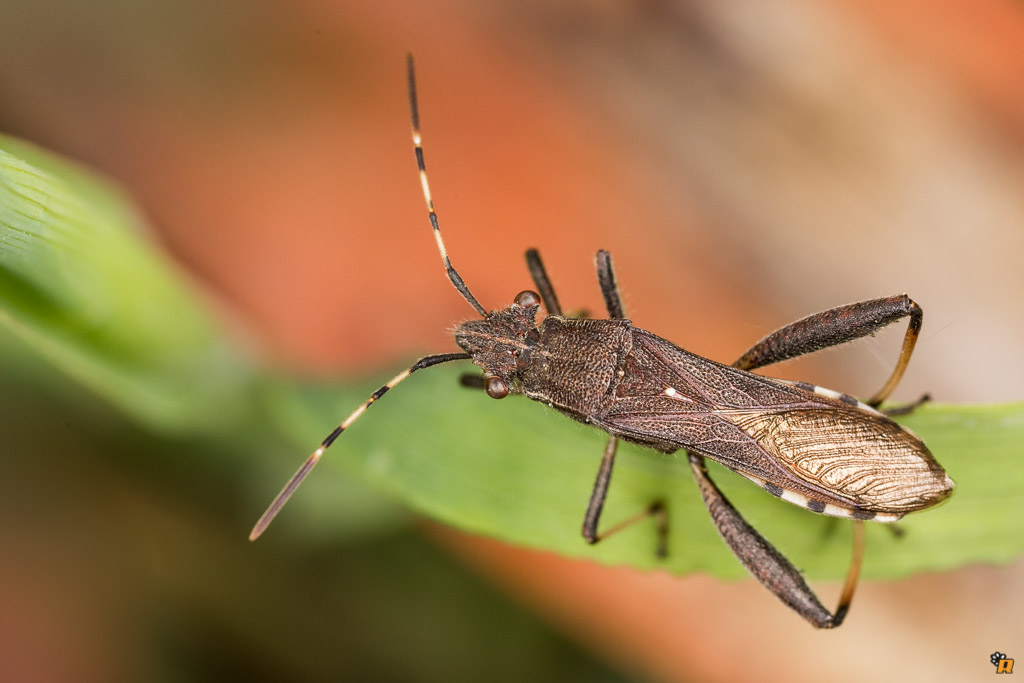 Alydidae: Camptopus lateralis della Sardegna